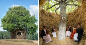 In einem abgelegenen schwedischen Wald umgibt ein Nest aus Zweigen und Heu einen Baum mit einem gemütlichen Versteck – kolossal